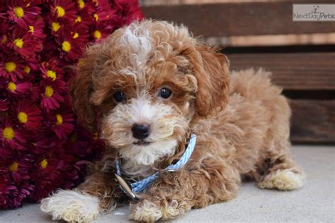 Goldendoodle Puppy for Sale in EPHRATA, Pennsylvania, 17522 US Nickname Max We have New addition to our Pet Family, Lila (Mom) and Jack (Dad). . Dogs for sale in lancaster pa